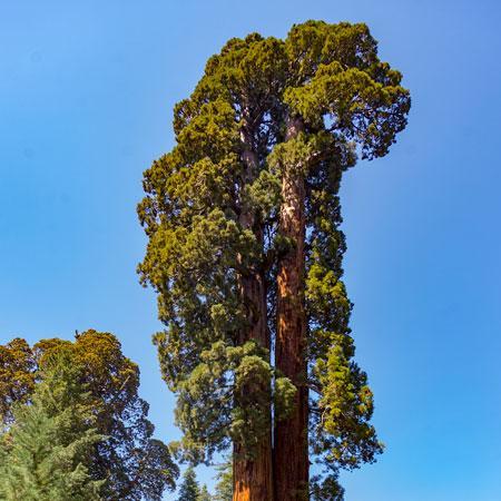 Sequoia Tree