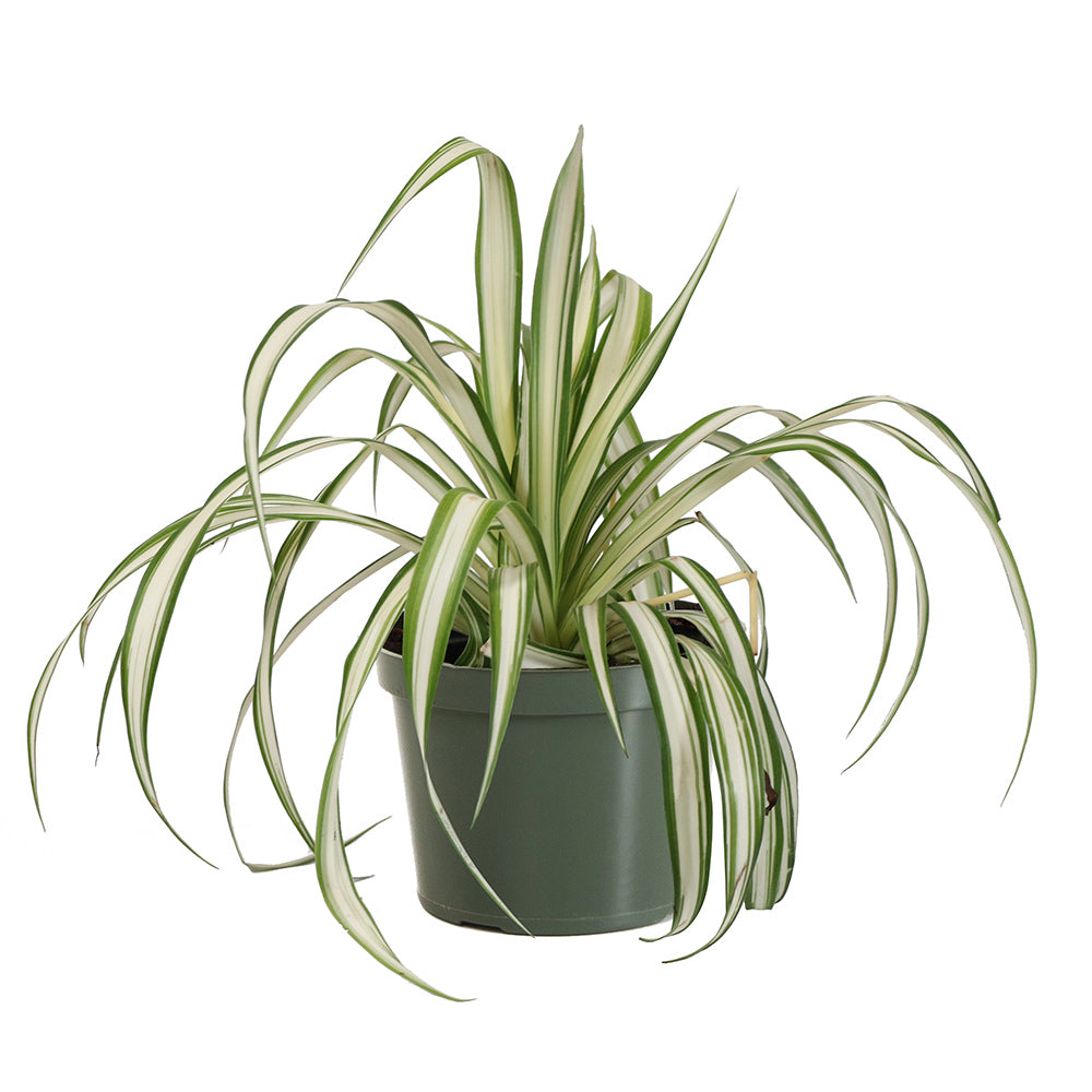 Spider Plant