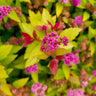 Rainbow Fizz™ Spiraea