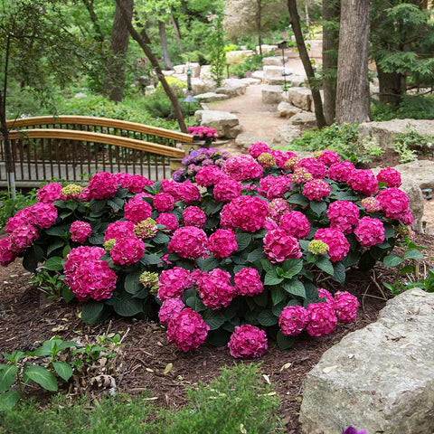 Mountain Hydrangeas Care