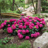 Endless Summer® Summer Crush® Hydrangea