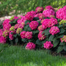 Endless Summer® Summer Crush® Hydrangea