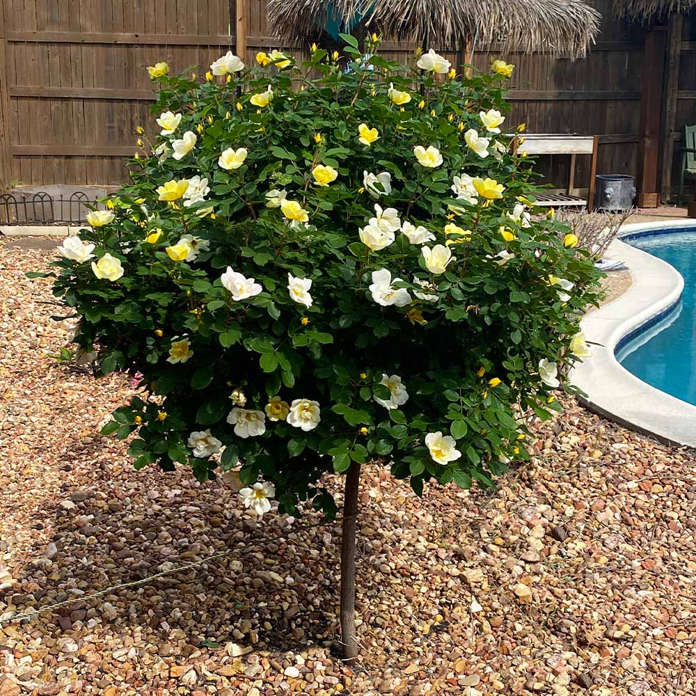 Sunny Knock OutÂ® Rose Tree