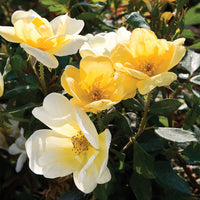 Sunny Knock Out Rose Trees for Sale – FastGrowingTrees.com
