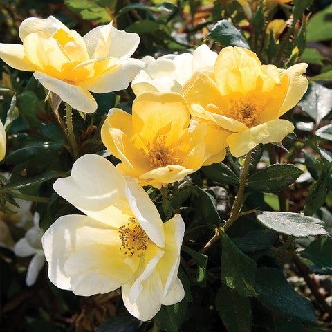 yellow flowers