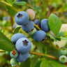 Sunshine Blue Blueberry Bush