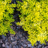 Sunshine Ligustrum Shrub