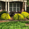 Sunshine Ligustrum Shrub