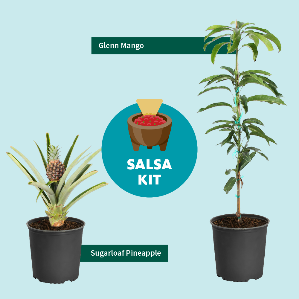 Salsa Kits for Sale  FastGrowingTrees.com