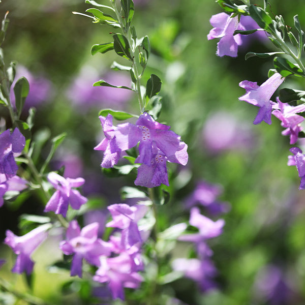 San Antonio Rose Texas Sage Plant