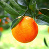 Sanguinelli Blood Orange Tree