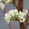 Santa Rosa Plum Tree