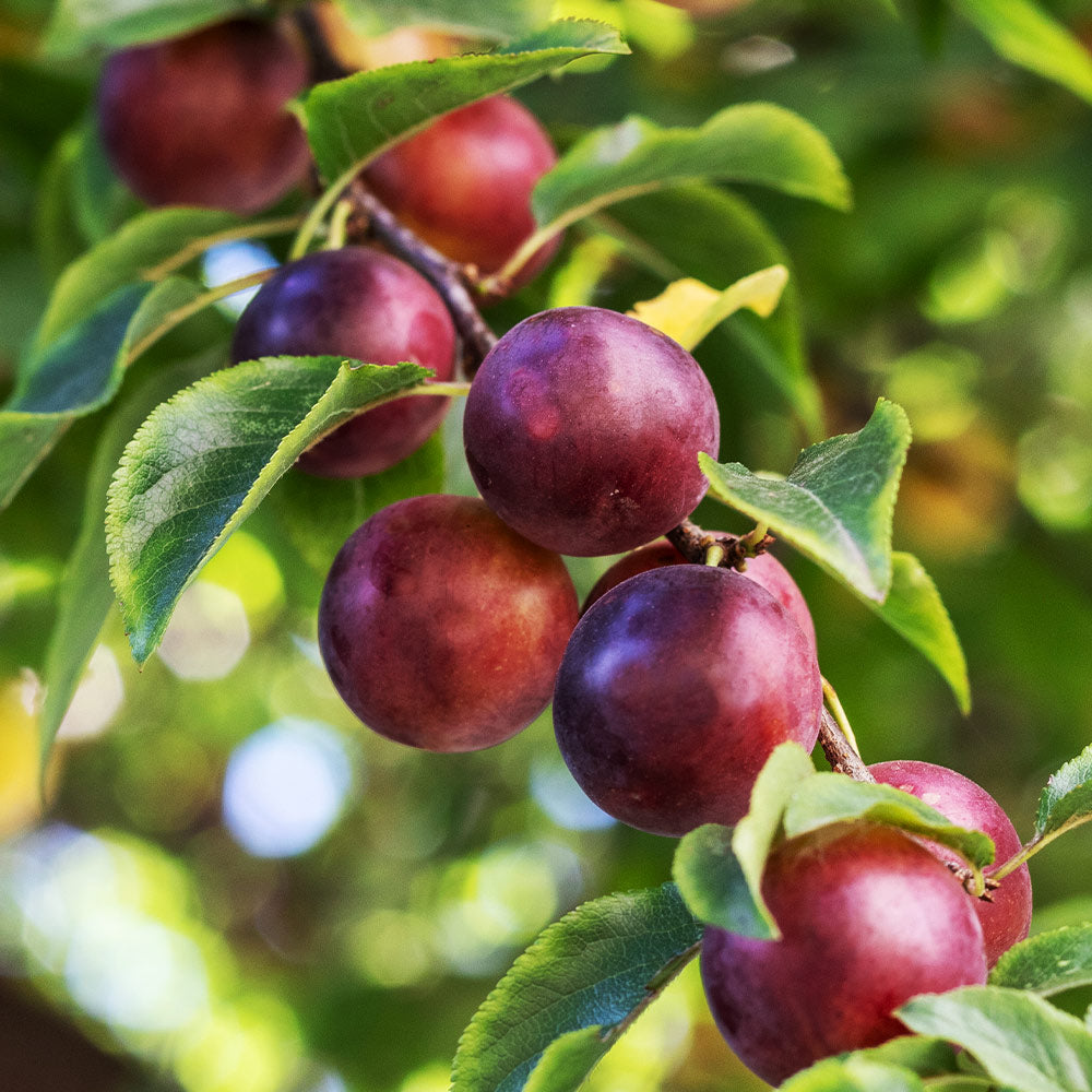 Burgundy Japanese Plum, Prunus salicina 'Burgundy' Plum, Monrovia Plant