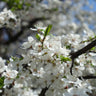 Satsuma Plum Tree California