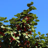 American Holly Shrub