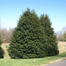 American Holly Shrub