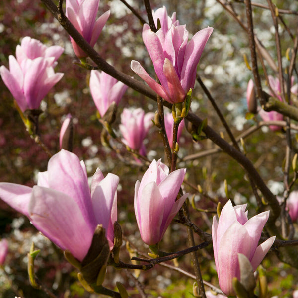 Saucer Magnolia Trees for Sale | FastGrowingTrees.com