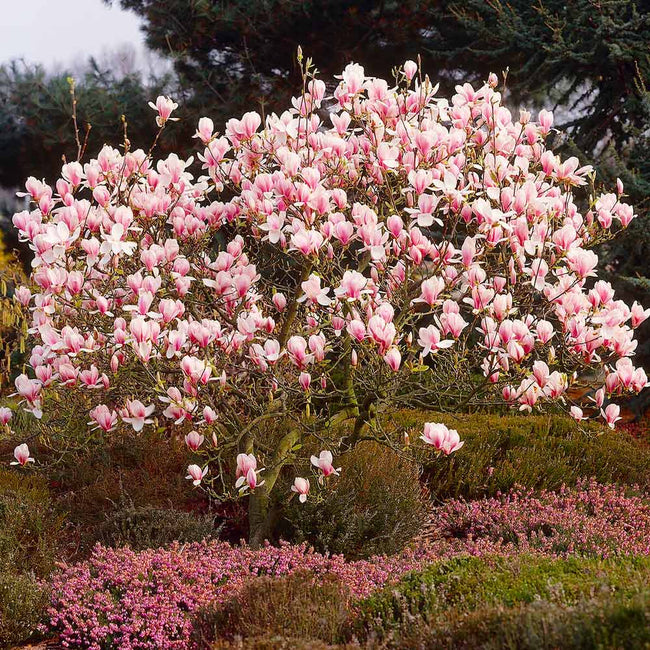 saucer magnolia leaves