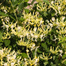 Scentsation' Honeysuckle Vine