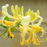 Scentsation' Honeysuckle Vine