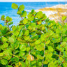 Sea Grape Bush