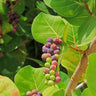 Sea Grape Bush