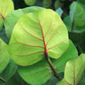 Sea Grape Bush