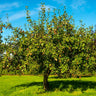 Seckel Pear Tree