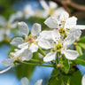 Seckel Pear Tree