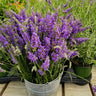 Sensational™ Lavender Plant