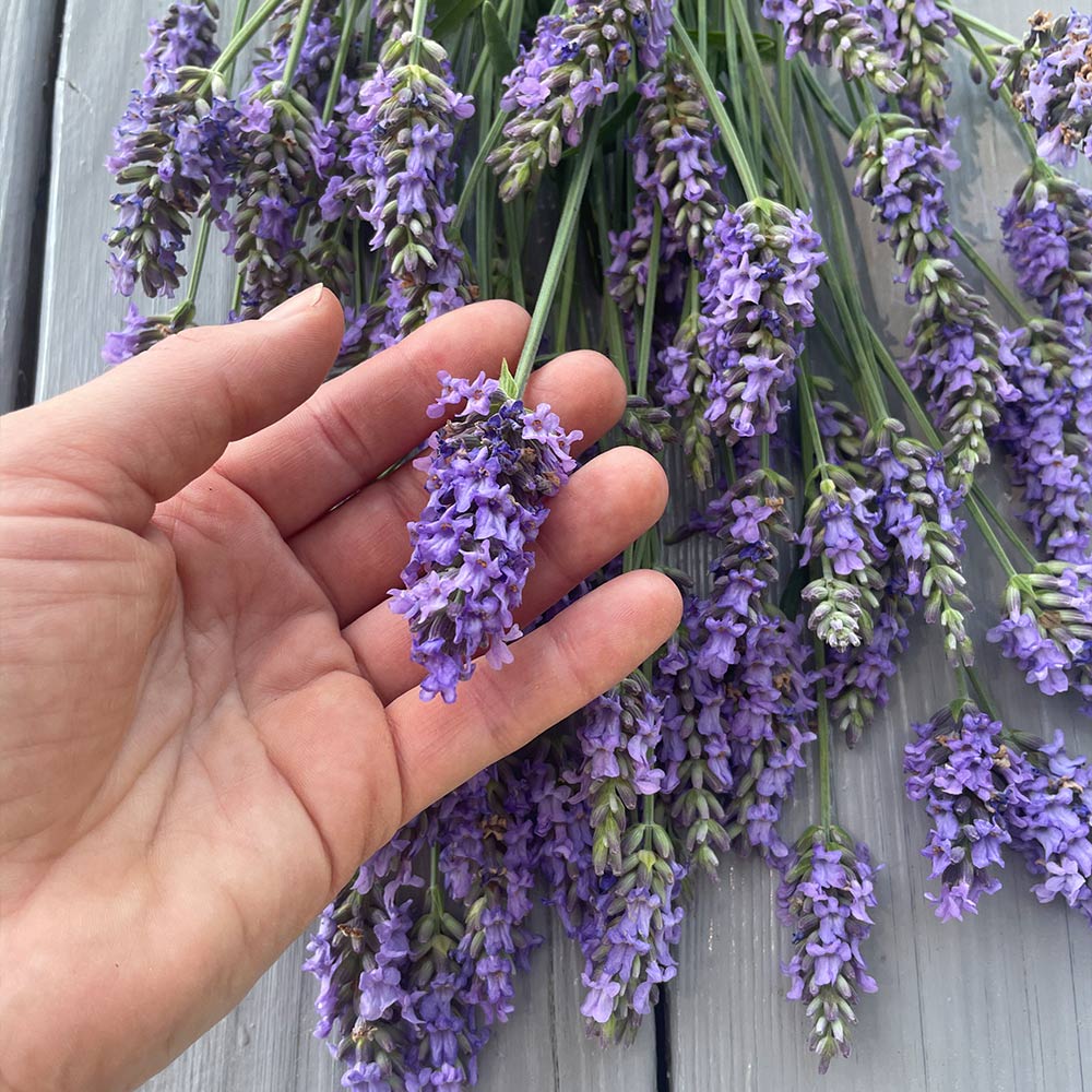 Sensational™ Lavender Plants for Sale