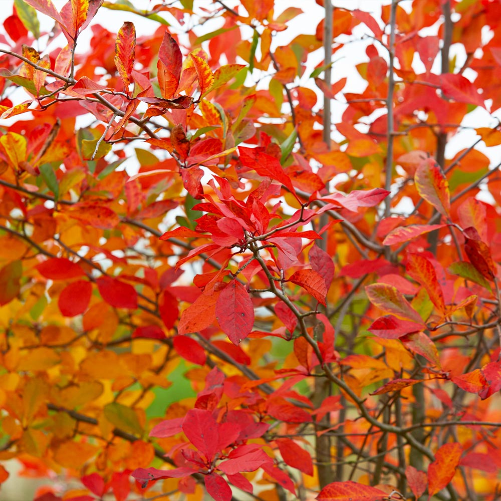 apple serviceberry autumn brilliance