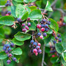 Autumn Brilliance Serviceberry Tree