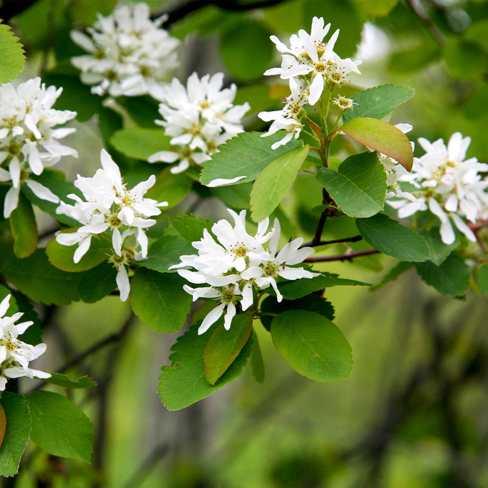 serviceberry autumn brilliance