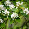 Autumn Brilliance Serviceberry Tree