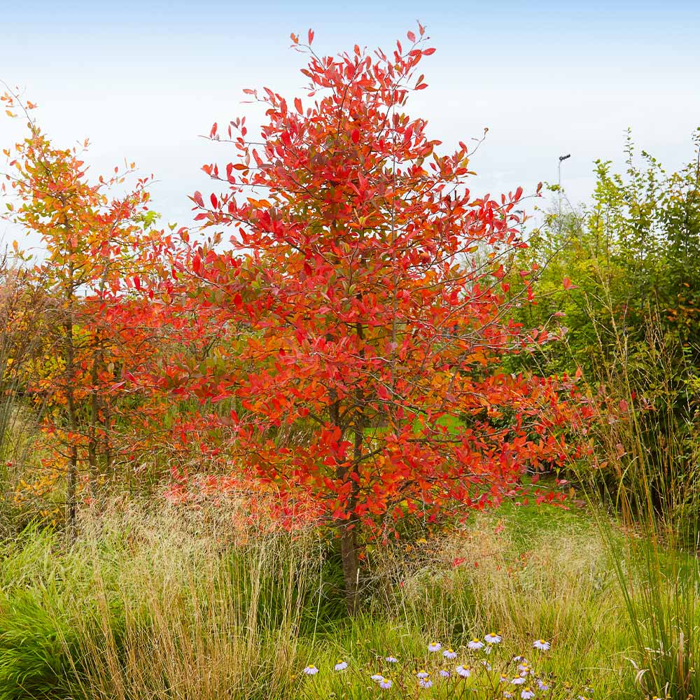 serviceberry autumn brilliance for sale