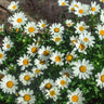 Becky Shasta Daisy