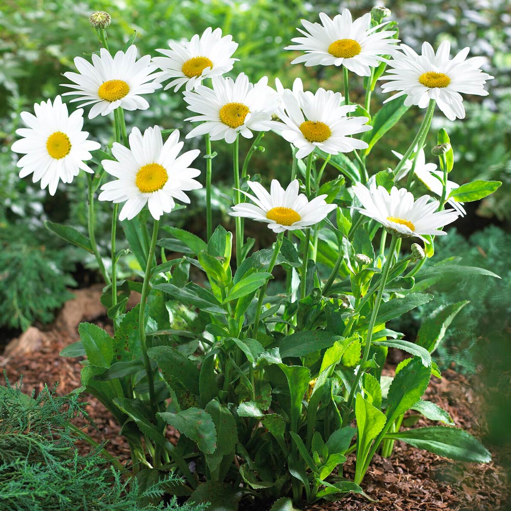 How To Grow And Care For Shasta Daisies