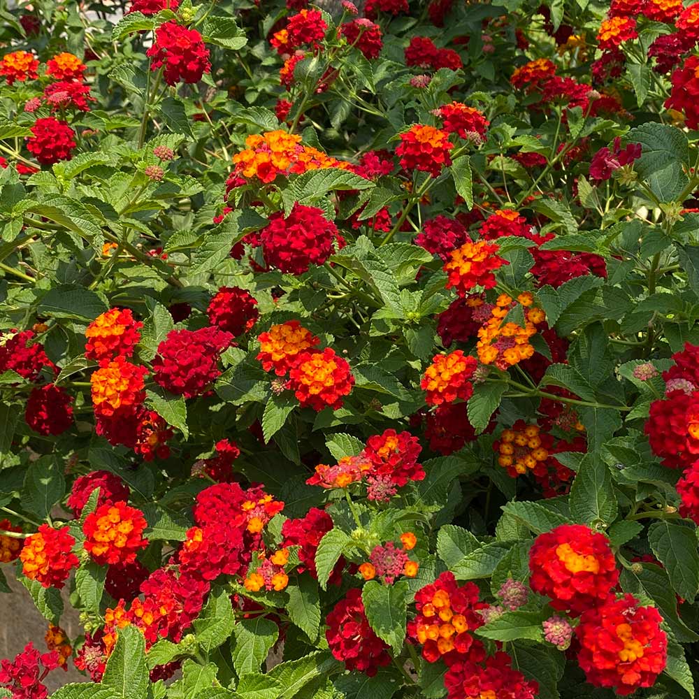 Shazam Lantana