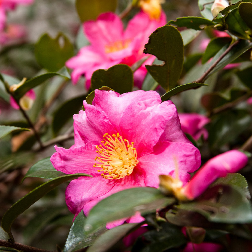 Camellia 'Shi-Shi Gashira' Shrub