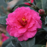 Camellia 'Shi-Shi Gashira' Shrub