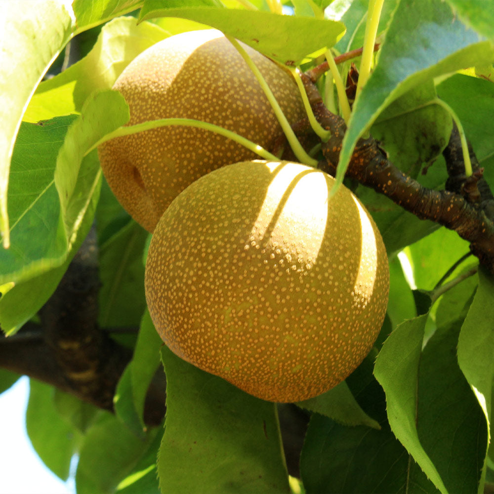 Organic Shinko Asian Pears, Fruits