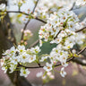 Shinseiki Asian Pear Tree