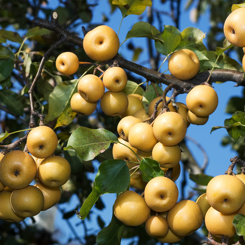 Shinseiki Asian Pear