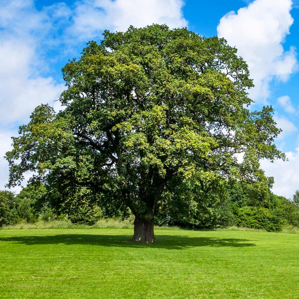 Shumard Oak