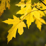 Silver Maple Tree