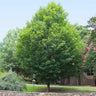 Silver Maple Tree