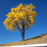 Yellow Trumpet Tree