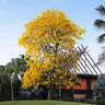 Yellow Trumpet Tree