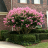 Sioux Crape Myrtle Tree